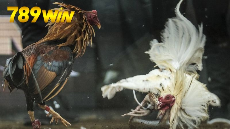 Giới thiệu về Đá Gà Online 789win